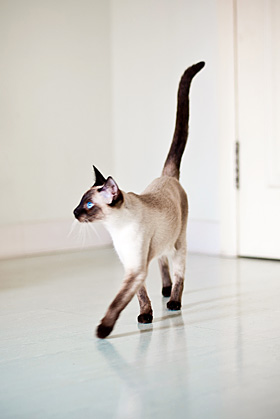 暹罗猫 - 佐罗|大胆儿家的暹罗猫
