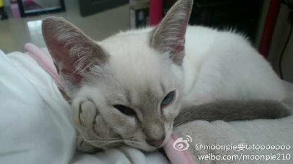 Momo-大胆儿家的暹罗猫